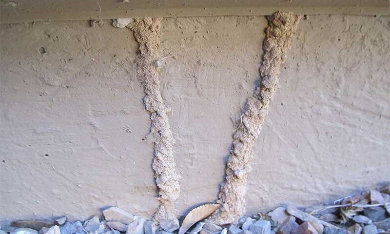 Best Termite Control Method and Treatment Options in Phoenix, AZ