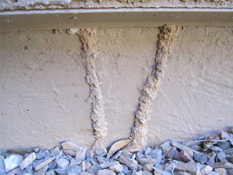 Best Termite Control Method and Treatment Options in Phoenix, AZ
