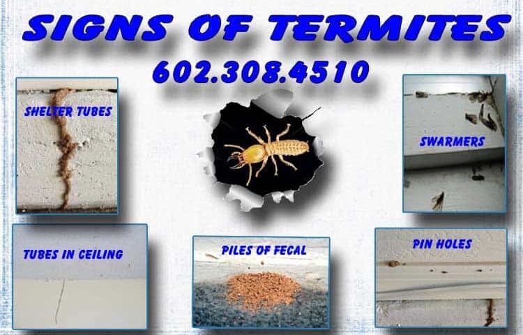 Signs of Termites in Arizona