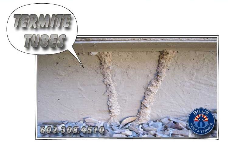 Understanding Termite Tubes - What are Termite Mud Tubes?