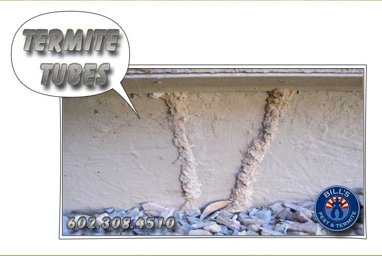 Understanding Termite Tubes - What are Termite Mud Tubes?