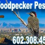 Best Woodpecker Pest Control in Phoenix, AZ