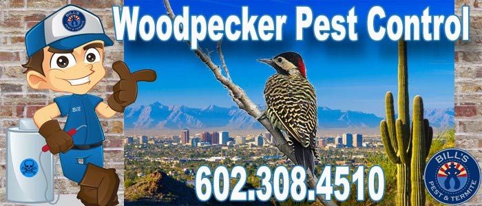 Best Woodpecker Pest Control in Phoenix, AZ