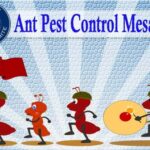 Best Ant Control Mesa AZ