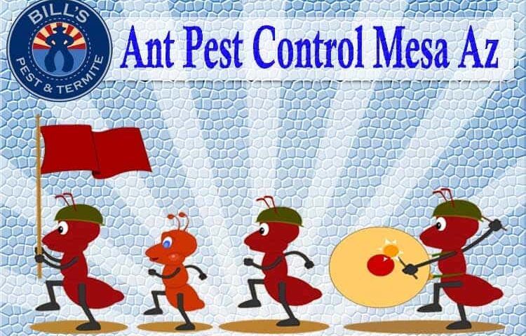 Best Ant Control Mesa AZ