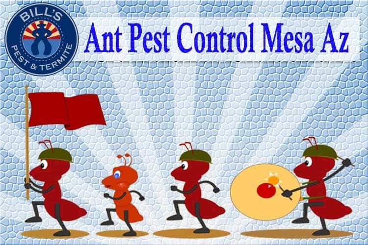 Best Ant Control Mesa AZ
