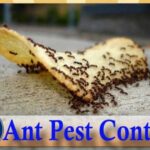 Best Ant Pest Control Phoenix Az - Phoenix Ant Exterminator