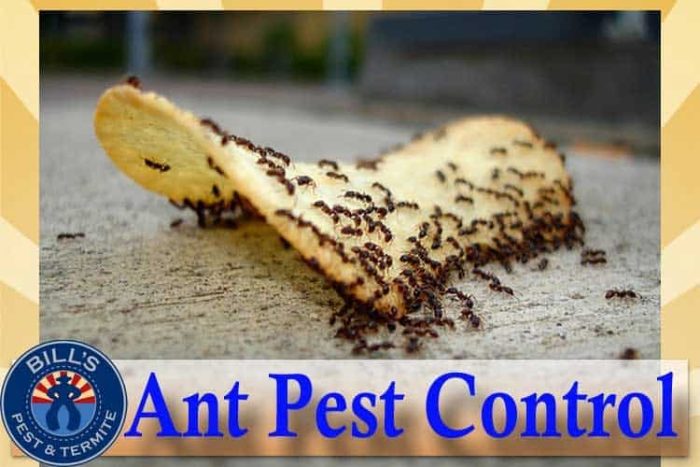 Best Ant Pest Control Phoenix Az - Phoenix Ant Exterminator