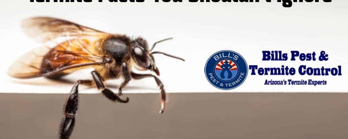 Termite Facts You Shouldn't Ignore