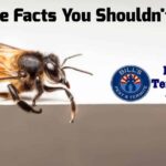 Termite Facts You Shouldn't Ignore