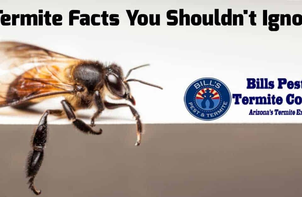 Termite Facts You Shouldn't Ignore