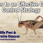 5 Steps to an Effective Cricket Control Strategy 