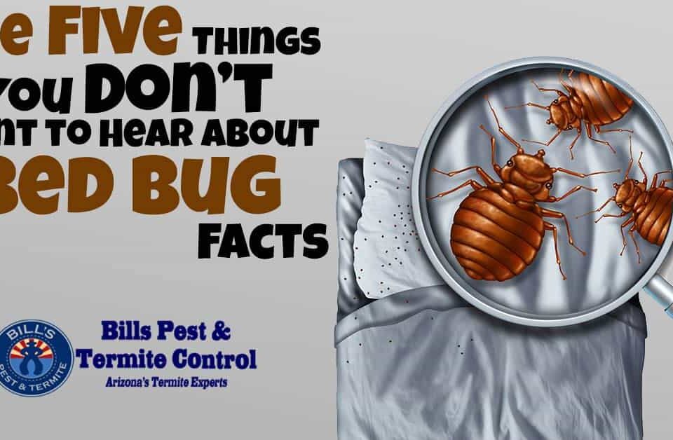 Bed Bug Facts - You Don't Want To Hear This | Bills Bed Bug Removal