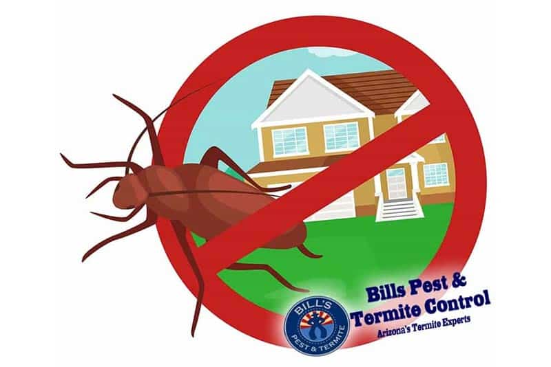 Pest Control Methods Debunked by an Expert