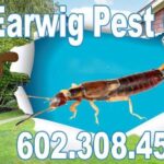 Earwig Control Phoenix Az | Pincer Bug Exterminator