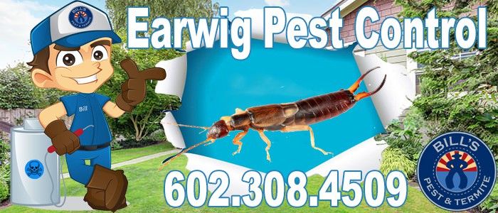 Earwig Control Phoenix Az | Pincer Bug Exterminator