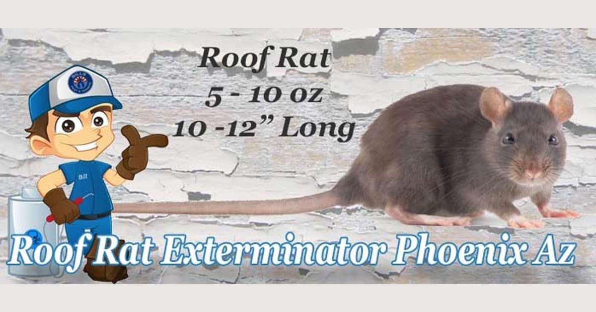 roof rat exterminator phoenix og