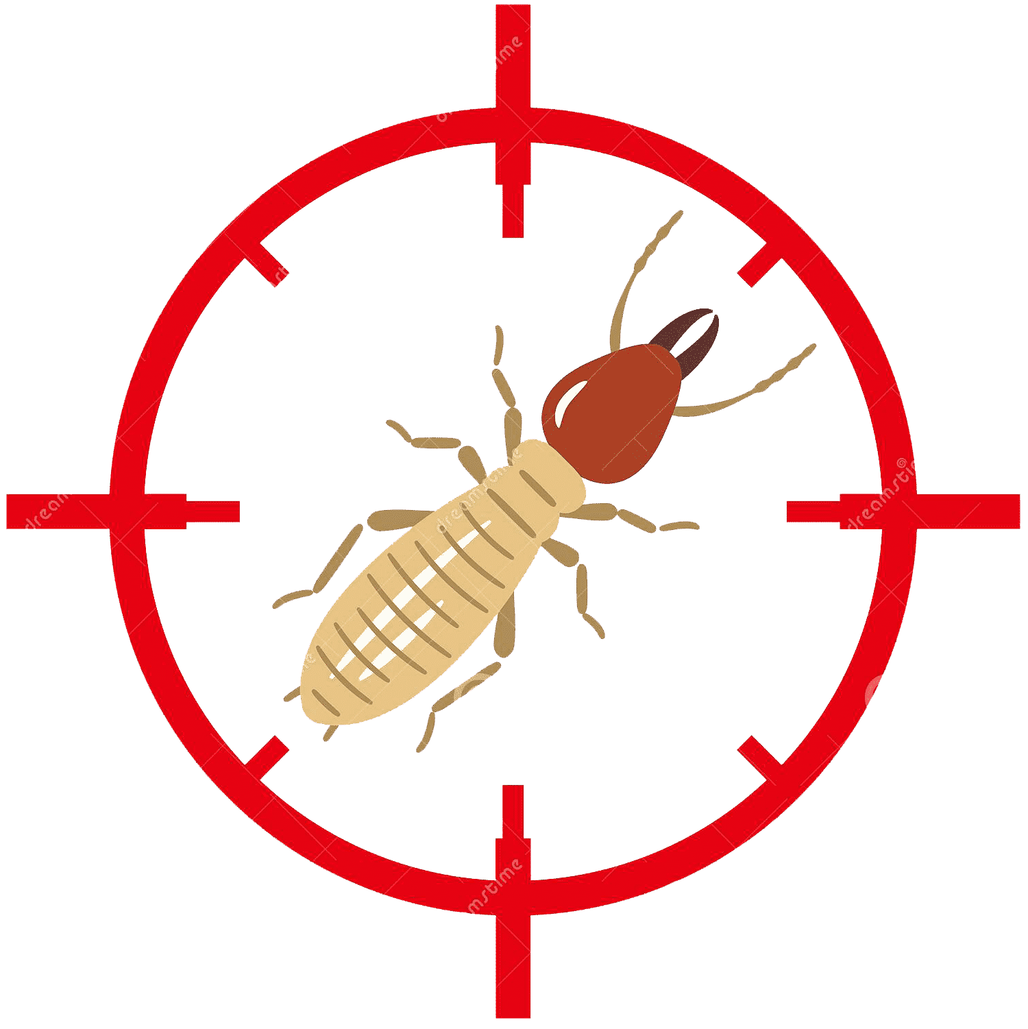 How to Identify and Eradicate Desert Termites Phoenix, Arizona