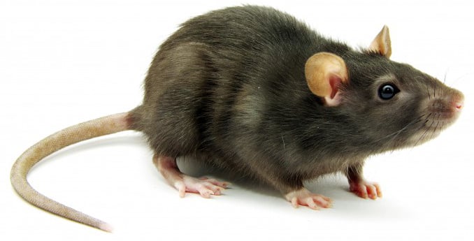 How do I tell if I have Roof Rats?
