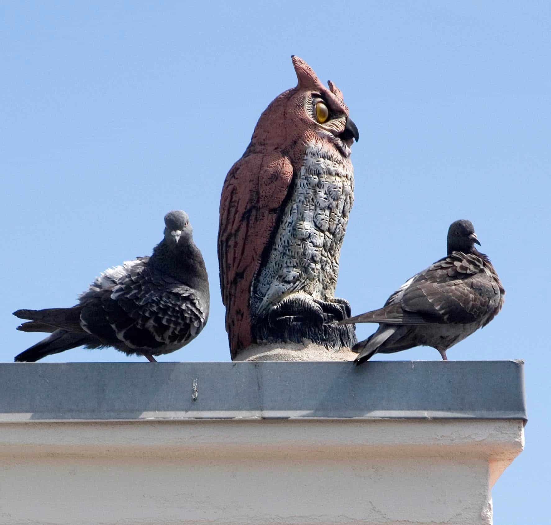 Looking for the Best Pigeon Control Cost in Arizona? We can help!
