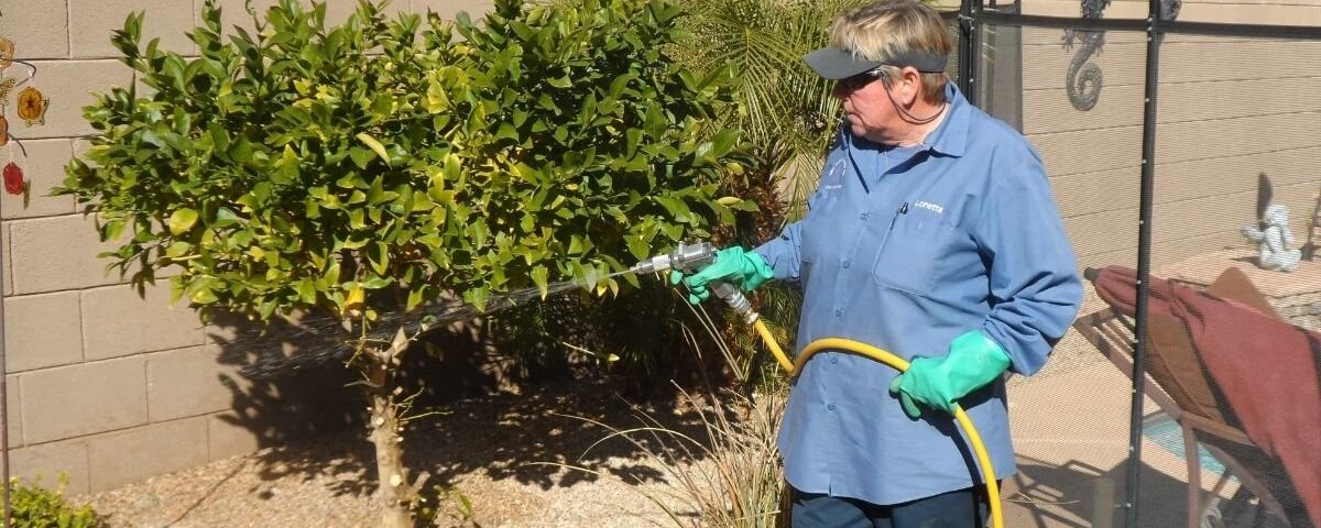 The Ten Toughest Pests to Eradicate in Phoenix, Arizona