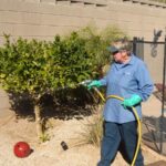 The Ten Toughest Pests to Eradicate in Phoenix, Arizona