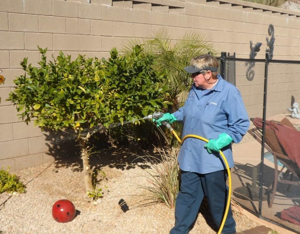 The Ten Toughest Pests to Eradicate in Phoenix, Arizona