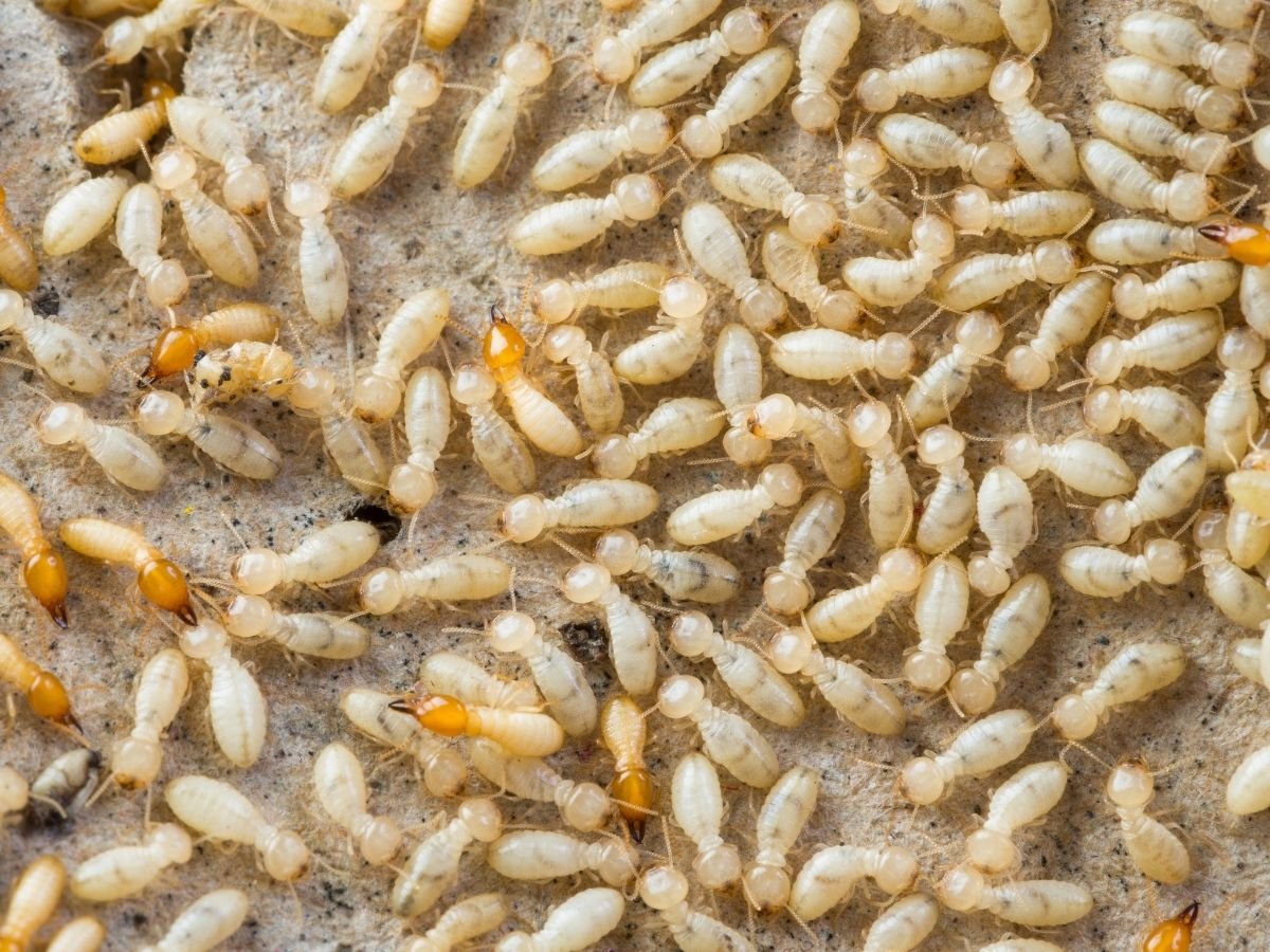 Tentless Termite Treatment Phoenix, AZ