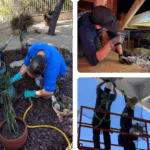 pest control qualifying party in phoenix az