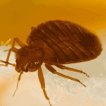 Do Bed Bugs Produce Dangerous Amounts of Histamine?