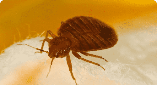 Do Bed Bugs Produce Dangerous Amounts of Histamine?