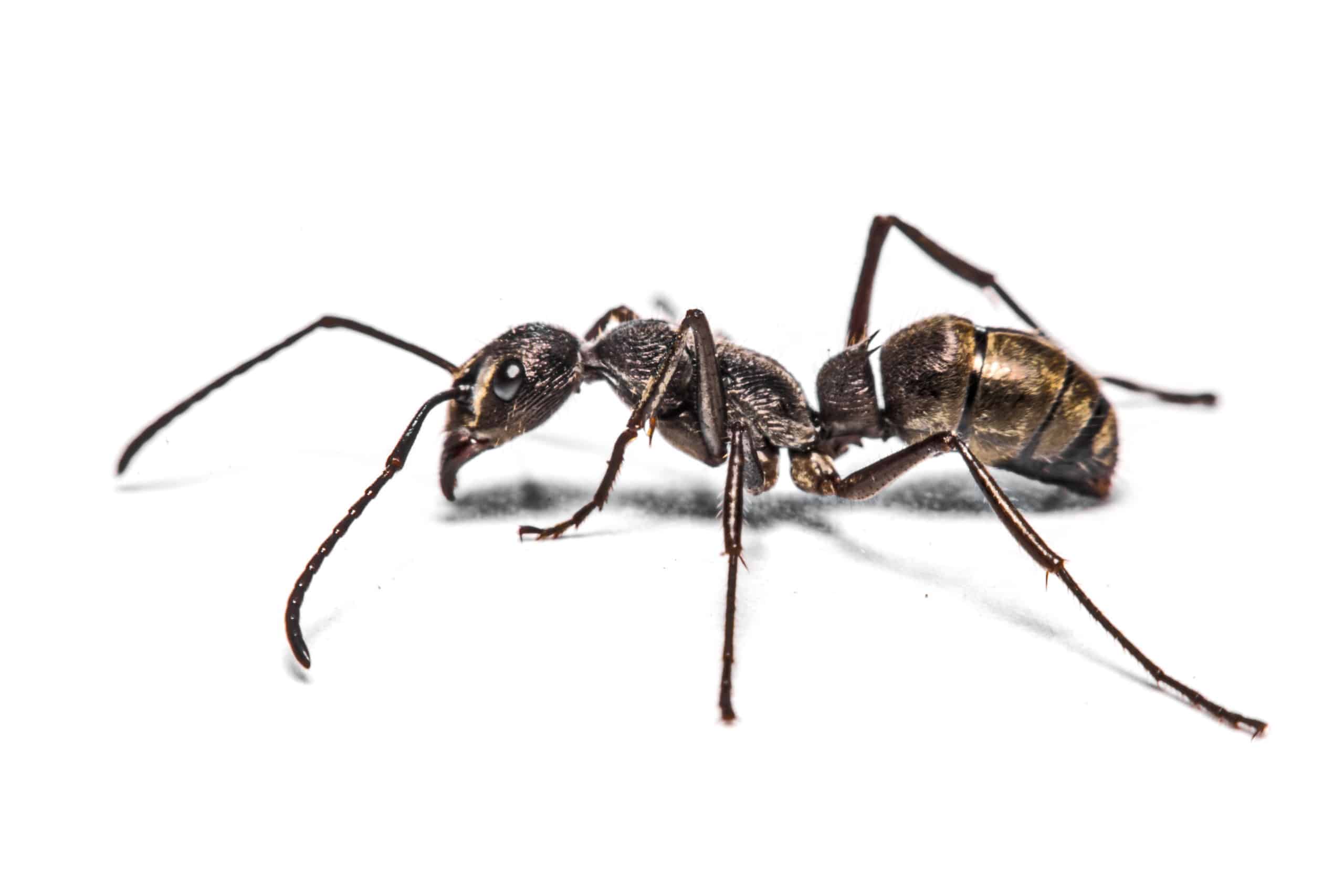 Ant Pest Control in Mesa Az