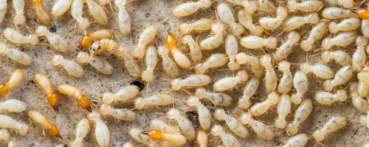 How to Identify and Eradicate Desert Termites Phoenix, Arizona