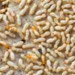 How to Identify and Eradicate Desert Termites Phoenix, Arizona