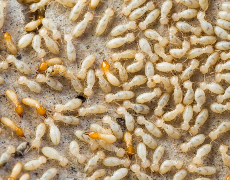 How to Identify and Eradicate Desert Termites Phoenix, Arizona