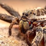 Best Spider Control in Phoenix AZ