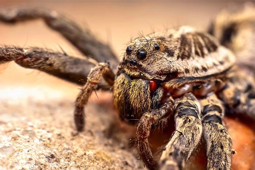 Best Spider Control in Phoenix AZ