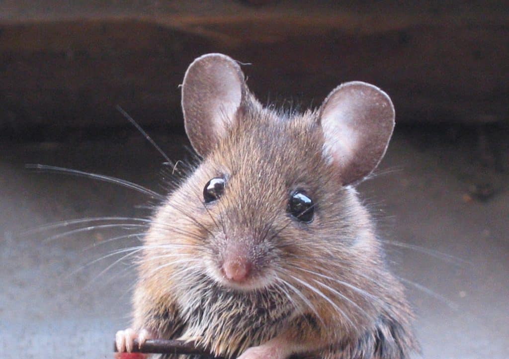 Best Mice and Rats Services Phoenix AZ