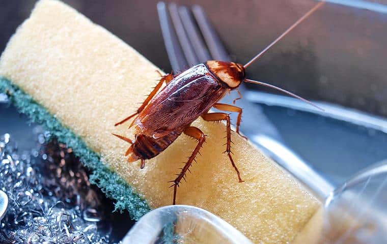 Emergency Pest Infestation Control Service – 911 Pest Control Phoenix Az – Same Day Pest Control