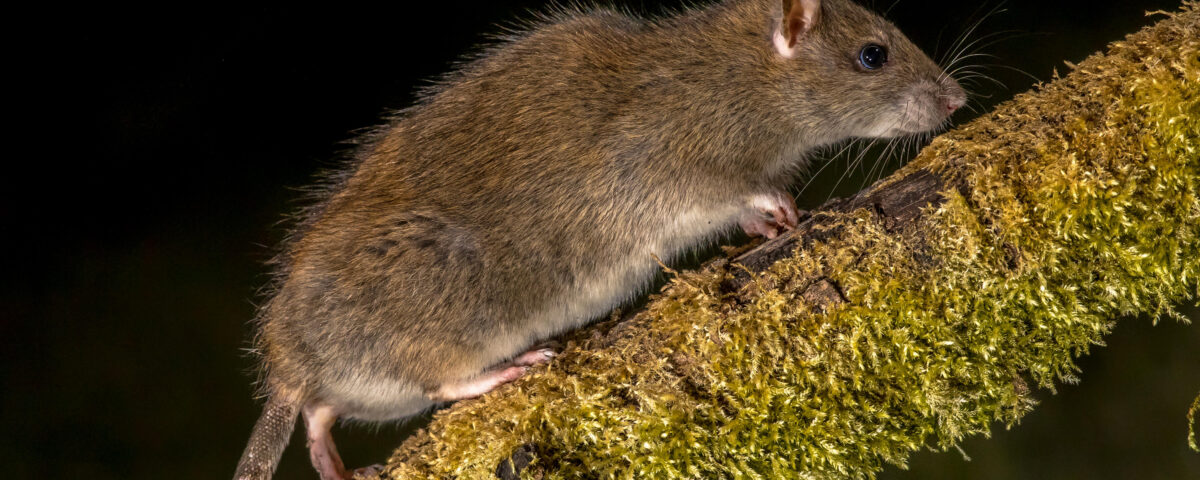 roof rat control in phoenix az