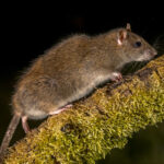 roof rat control in phoenix az