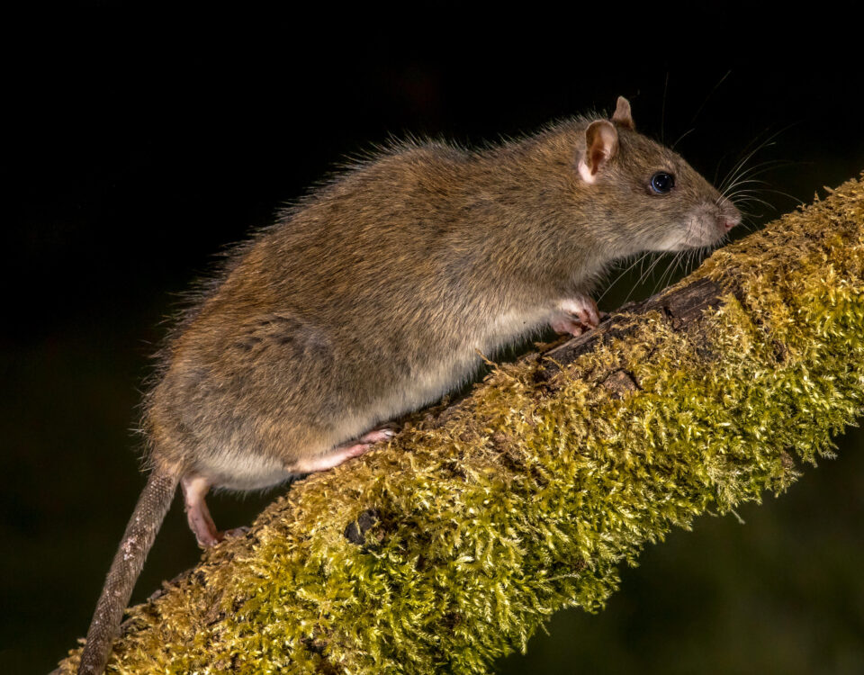 roof rat control in phoenix az