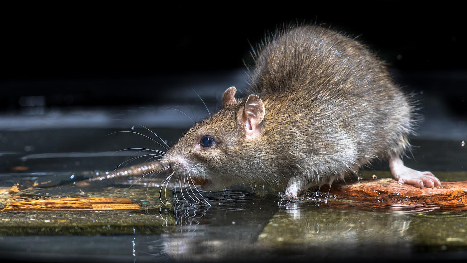 Best Roof Rat Exterminator Phoenix AZ