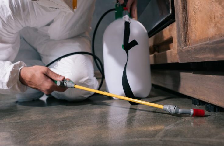 Best Pest Control Company in Phoenix Az