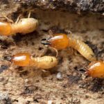 Termite Extermination in Phoenix Az