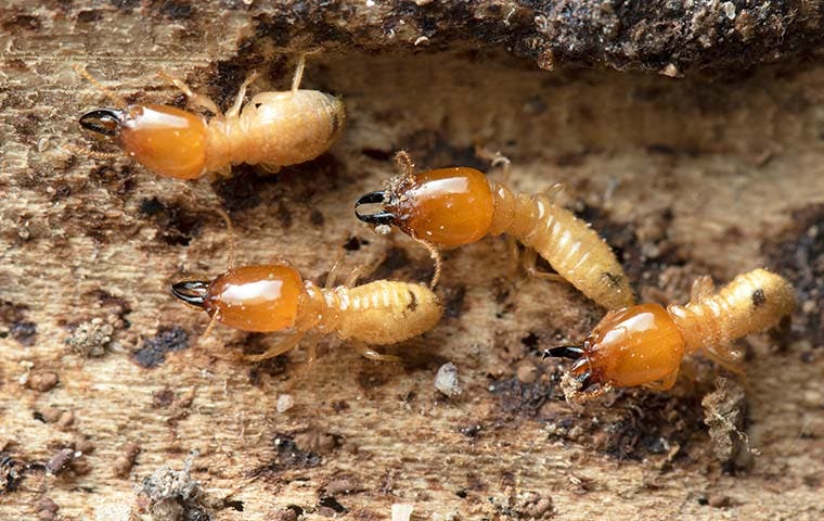What is the Best Termite Control Method?
