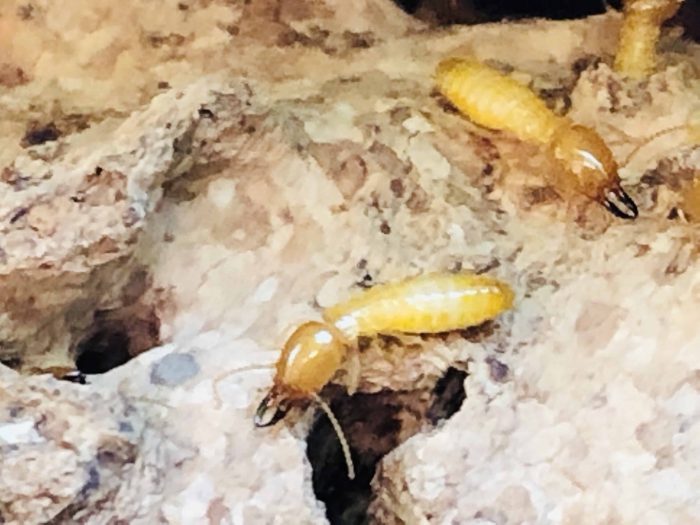 Best Termite Control Company in Phoenix, AZ