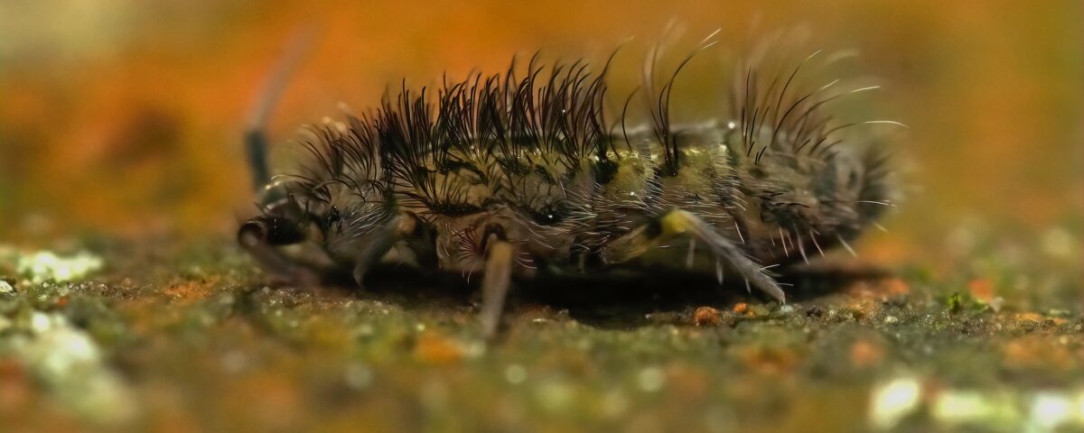 Springtail Pest Control Phoenix AZ