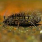 Springtail Pest Control Phoenix AZ