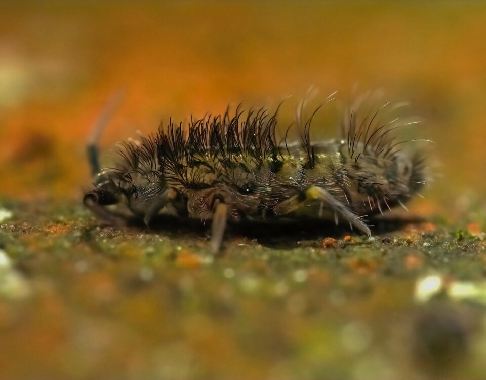 Springtail Pest Control Phoenix AZ